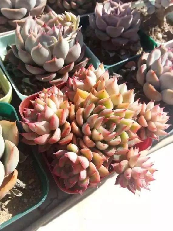 不夜城換盆注意事項，花卉換盆的五個(gè)步驟?