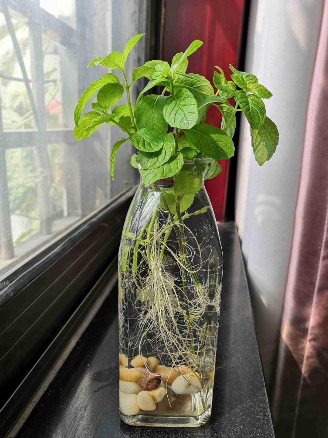 薄荷播種方法和時(shí)間，薄荷可以一年四季種嗎，薄荷四季常青嗎?