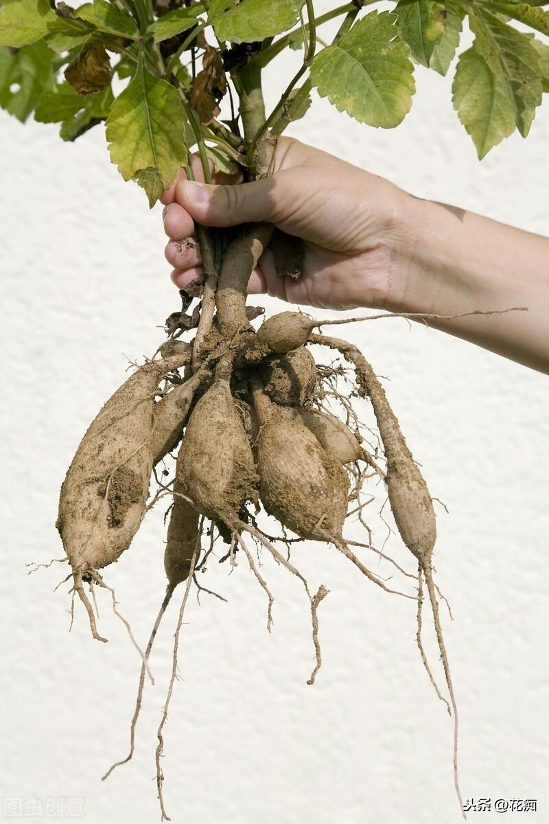 大麗花能過(guò)冬嗎，北方地栽大麗花冬天會(huì )死嗎?