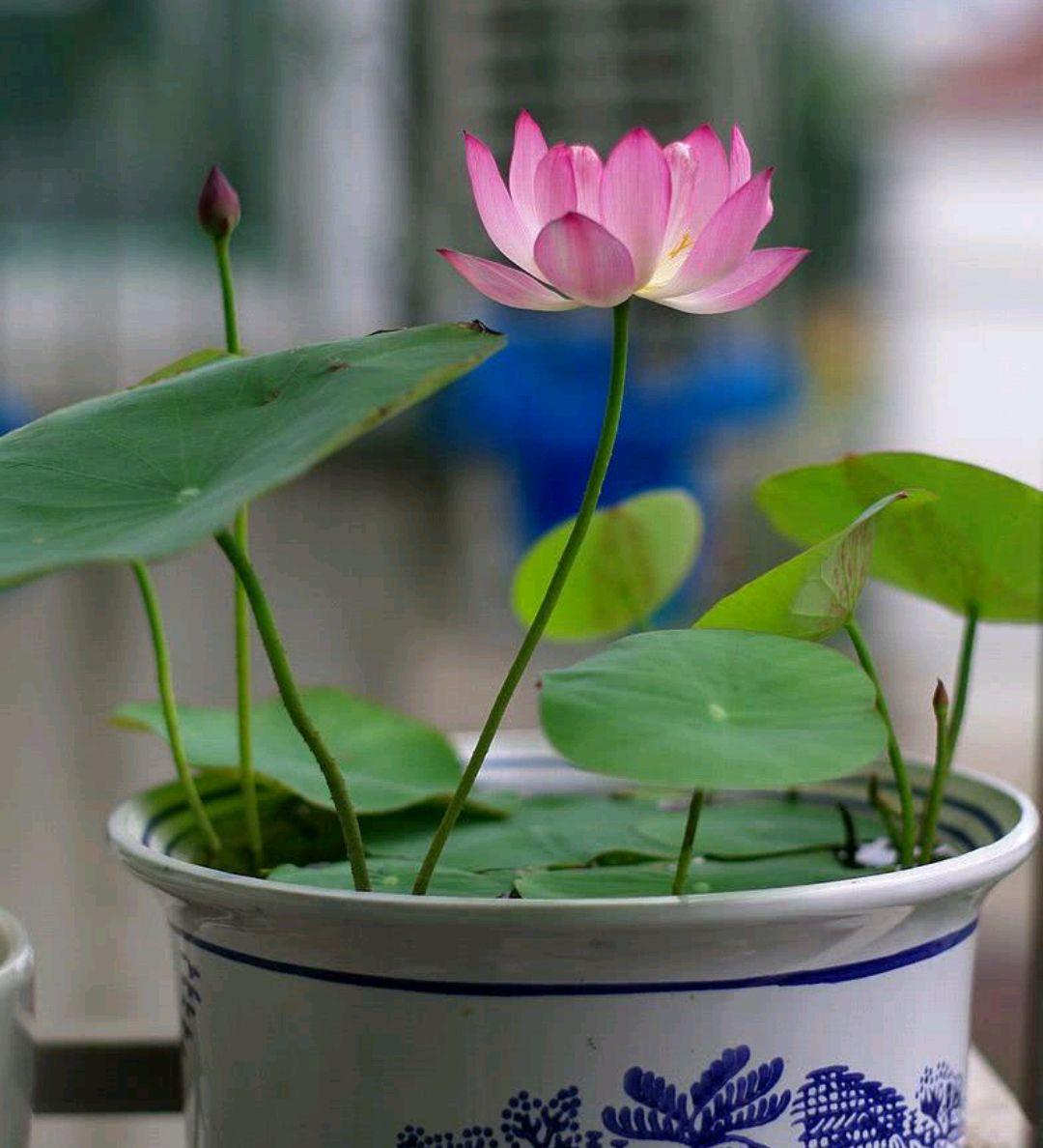 不夜城的分株繁殖，蝴蝶蘭是怎么繁殖的?