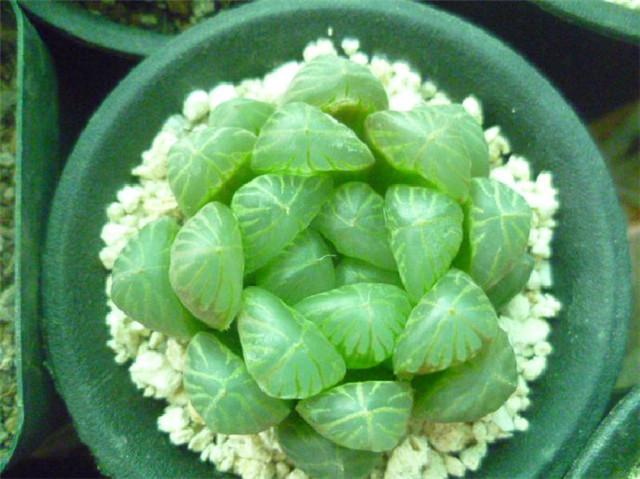 冰燈玉露怎么澆水，多肉冰燈玉露怎么養?