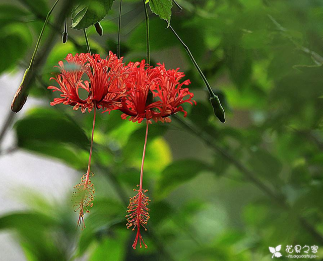 吊燈扶桑怎么換盆，扶桑什么時(shí)候換盆?