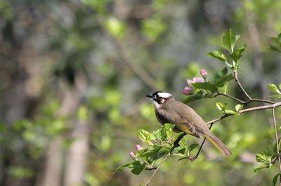 白頭翁的繁殖方法，白頭翁怎么分公母?