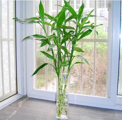 富貴竹冬天怎么養不會(huì )死，富貴竹過(guò)冬技巧，富貴竹怎么過(guò)冬啊每年養的都死了?