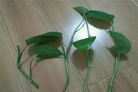 水培牡丹吊蘭的養殖方法和注意事項，水培會(huì )不會(huì )開(kāi)花，水培綠蘿放啥長(cháng)得快?