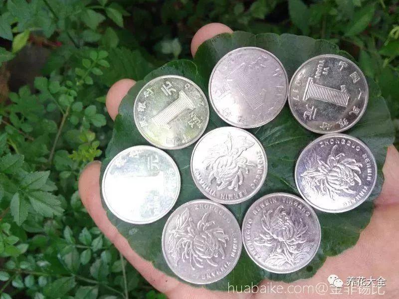 長(cháng)壽花施肥方法，用什么肥好，長(cháng)壽花用什么肥好什么時(shí)候施肥合適?