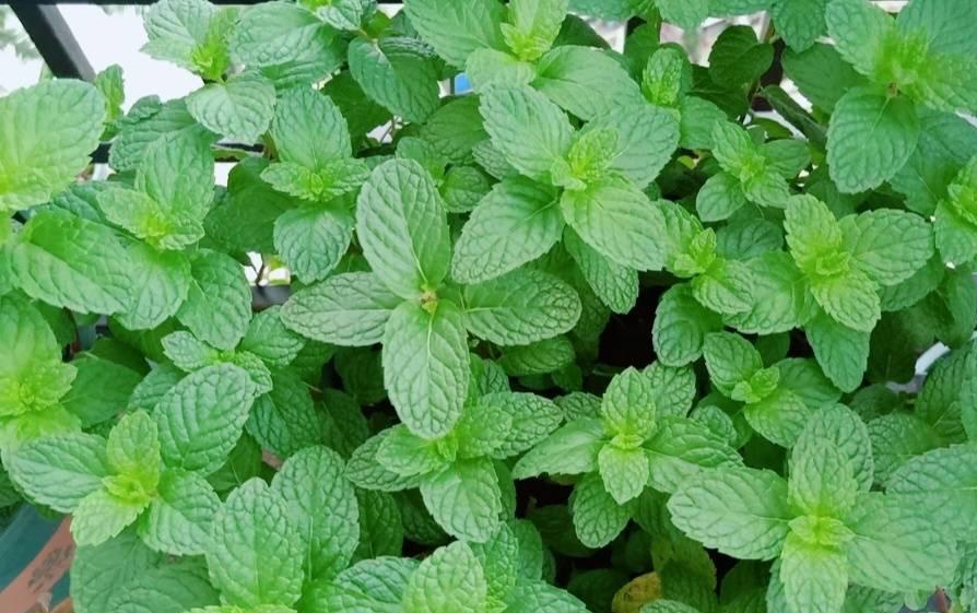 薄荷施什么肥，薄荷施肥時(shí)的兩大注意，盆栽薄荷施什么肥?