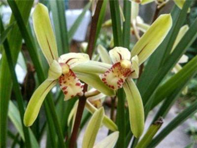 春蘭怎么澆水，蘭花澆水口訣?