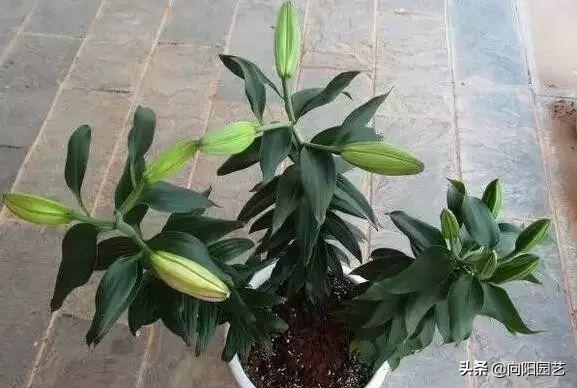 百合種球怎么澆水，百合可以水養嗎，百合種球可不可以種在水里?