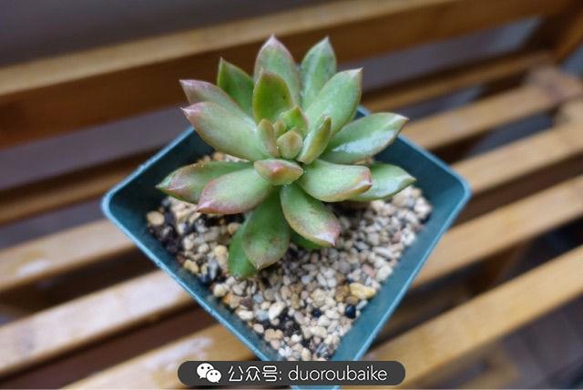 多肉白鳥(niǎo)怎么施肥，白鳥(niǎo)多肉爆盆?