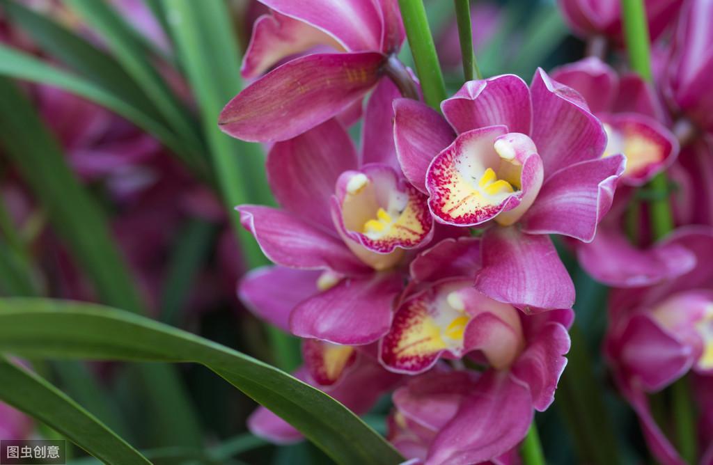 大花蕙蘭怎么澆水，大花蕙蘭能曬太陽(yáng)嗎?