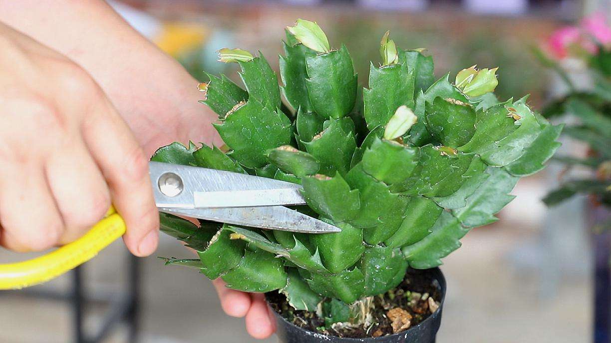 蟹爪蘭花后應怎樣養護，扣水