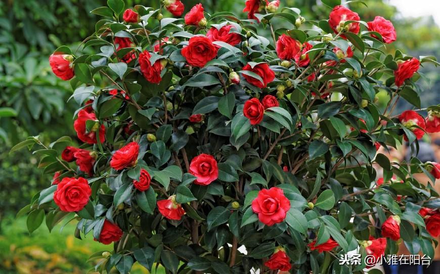 茶花澆水的正確方法，茶花澆水多了怎么補救，茶花的澆水技巧?