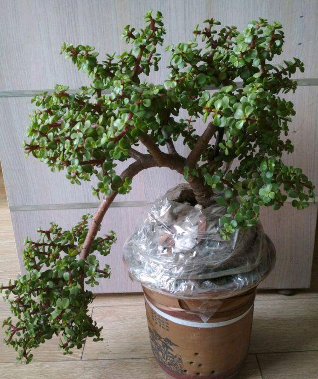 不夜城的分株繁殖，蝴蝶蘭是怎么繁殖的?