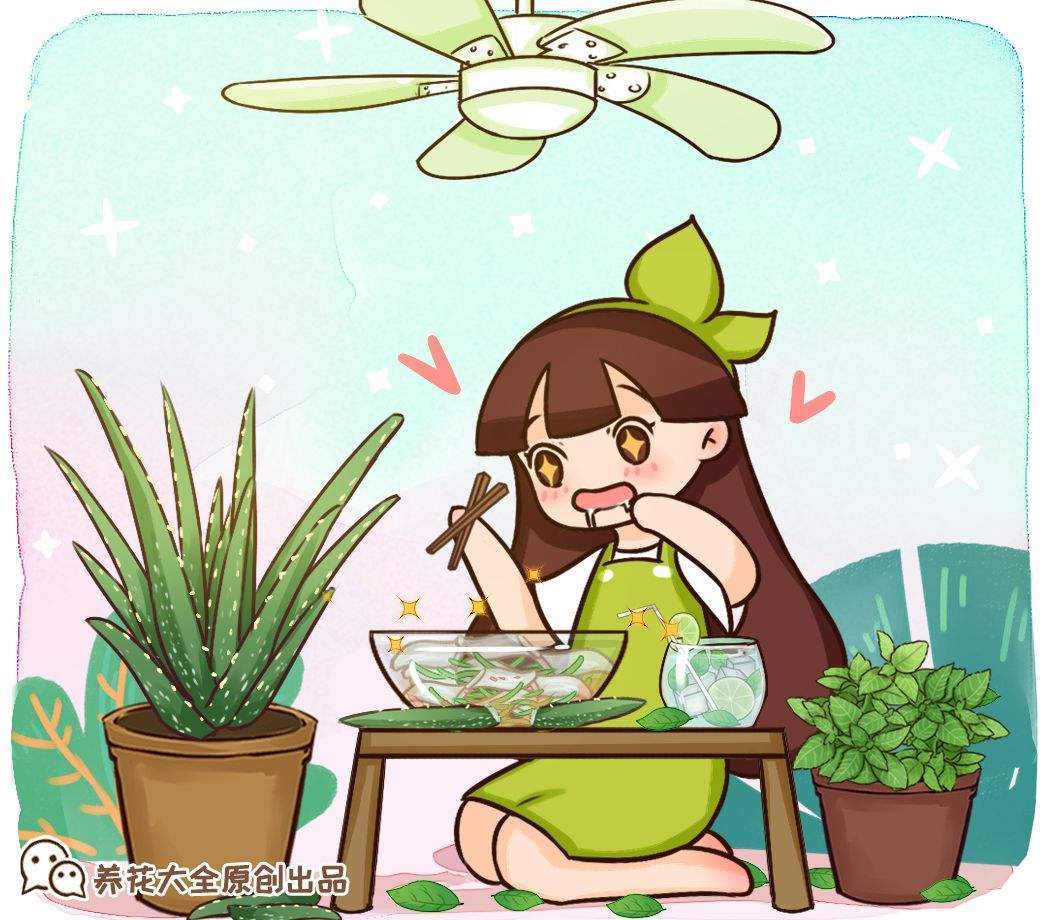 薄荷播種方法和時(shí)間，薄荷可以一年四季種嗎，薄荷四季常青嗎?