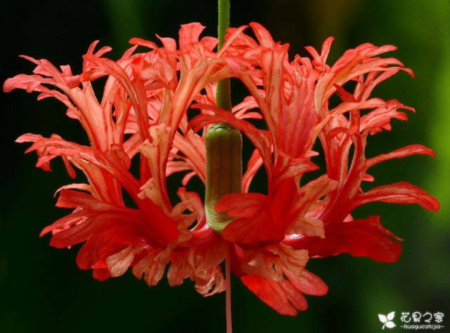 吊燈扶桑怎么換盆，扶桑什么時(shí)候換盆?