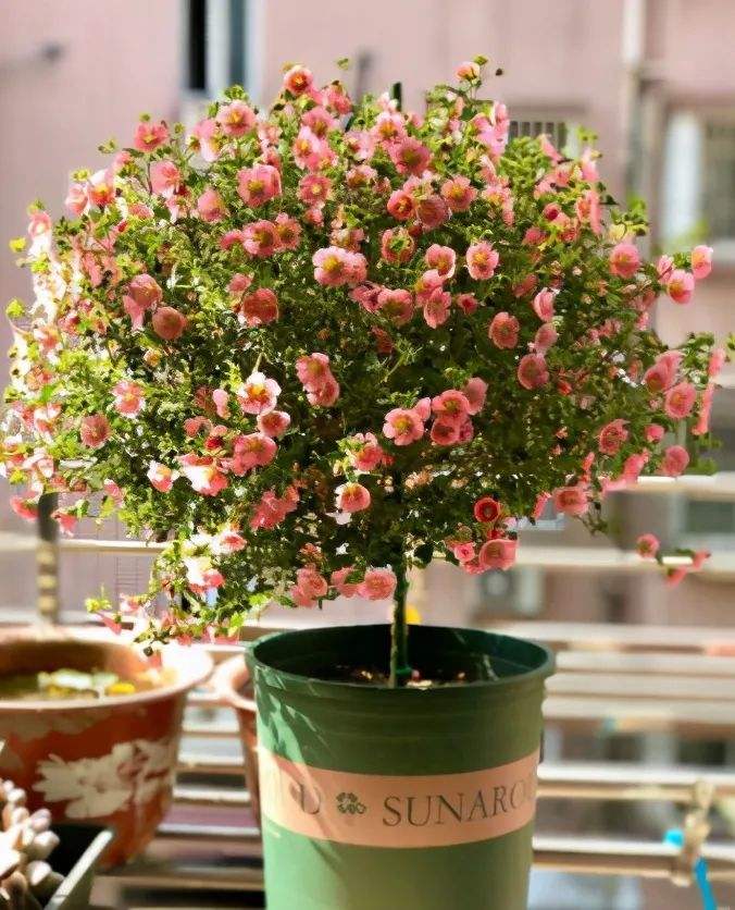 百萬(wàn)小鈴什么時(shí)候開(kāi)花，小木槿要多大花盆栽?