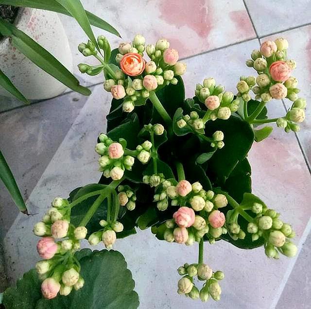 長(cháng)壽花施肥時(shí)間，施肥后葉軟發(fā)黃怎么辦，長(cháng)壽花葉尖干黃怎么辦?