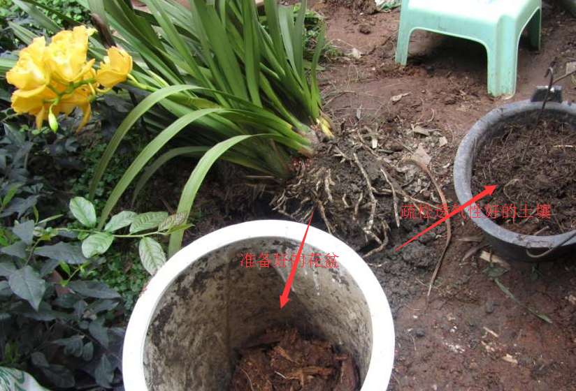 大花蕙蘭如何換盆，怎么分株，大花蕙蘭幾月份換盆?