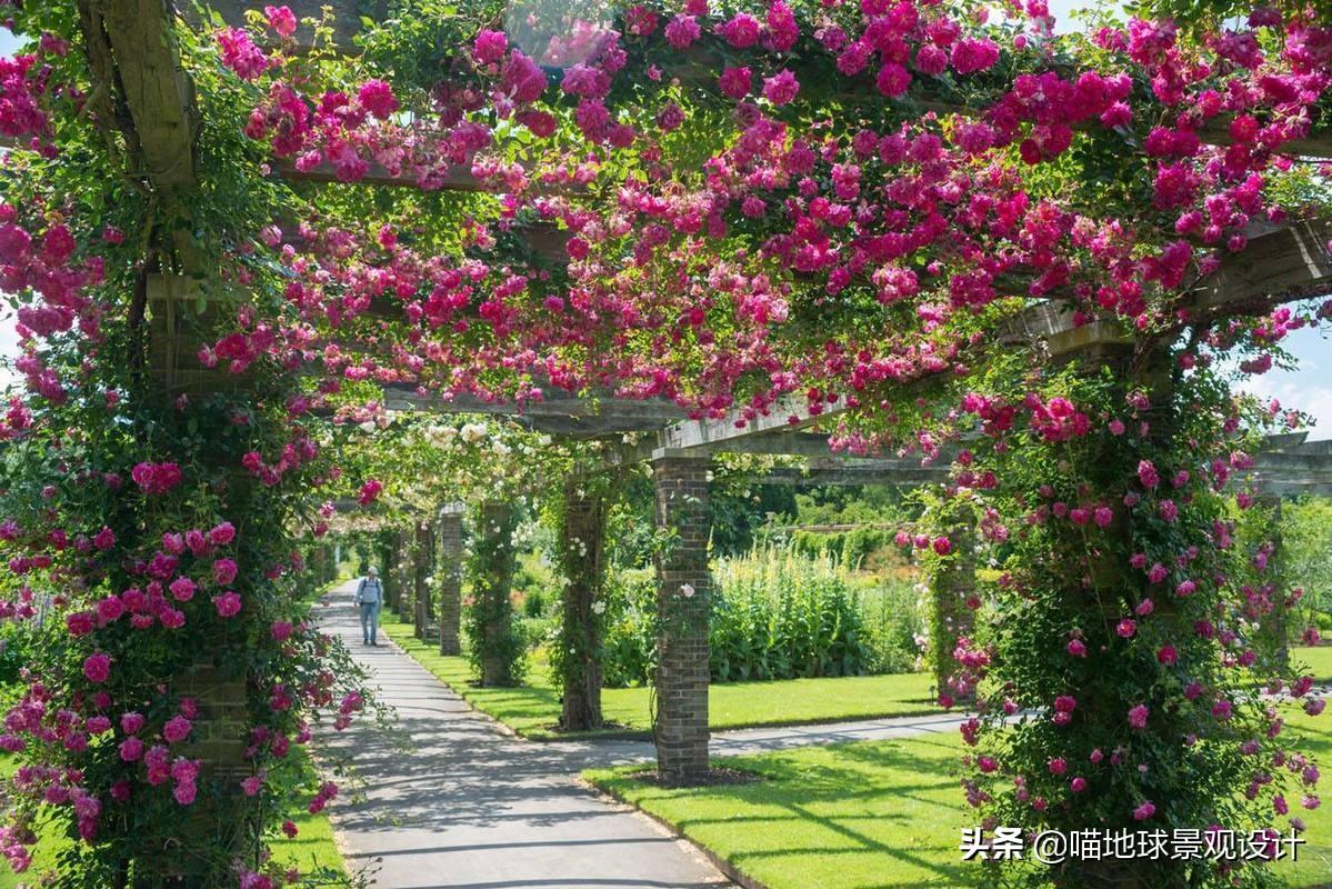 長(cháng)春蔓開(kāi)花嗎，長(cháng)春蔓和常春藤一樣嗎?