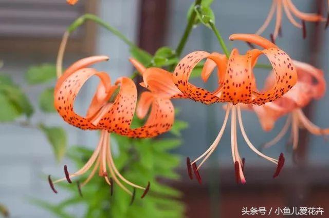 百合開(kāi)花之后怎么處理，百合一年開(kāi)花幾次，如何讓百合分叉多開(kāi)花?