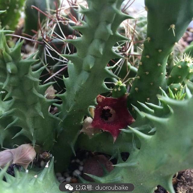 多肉白鳥(niǎo)怎么施肥，白鳥(niǎo)多肉爆盆?