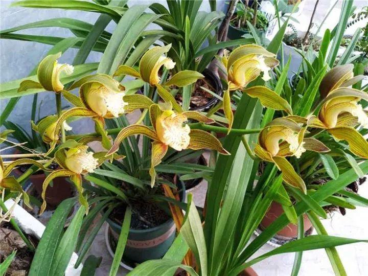 春蘭怎么養才能開(kāi)花，春蘭品種大全?