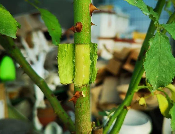 茶花壓條多久生根，空中壓條繁殖技術(shù)，臘梅壓條繁殖時(shí)間?