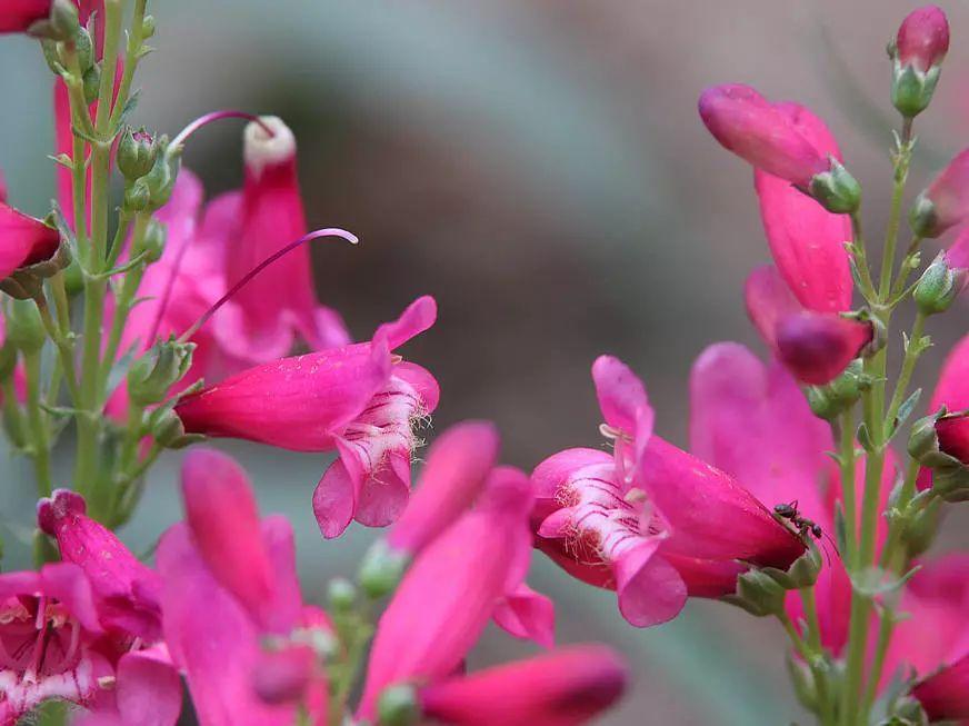 釣鐘柳的繁殖方法詳解，釣鐘柳圖片?