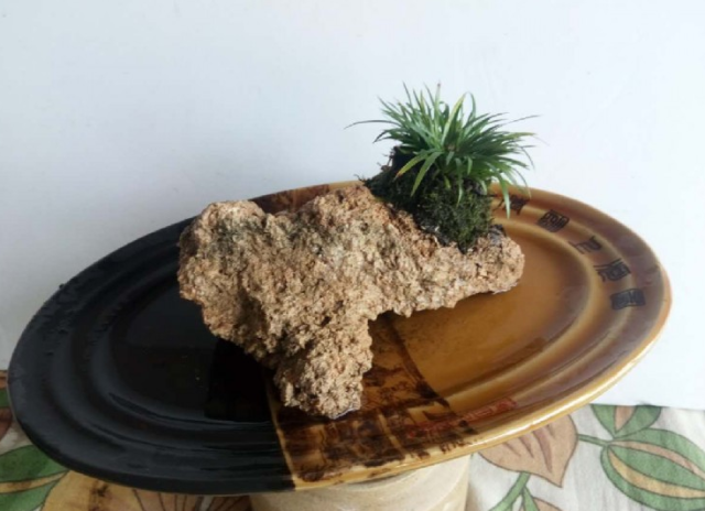 菖蒲怎么澆水，菖蒲葉尖干枯怎么辦?