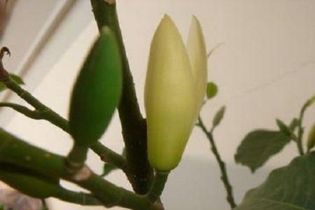 白蘭花怎么換盆，白蘭花十月份換盆可以嗎?