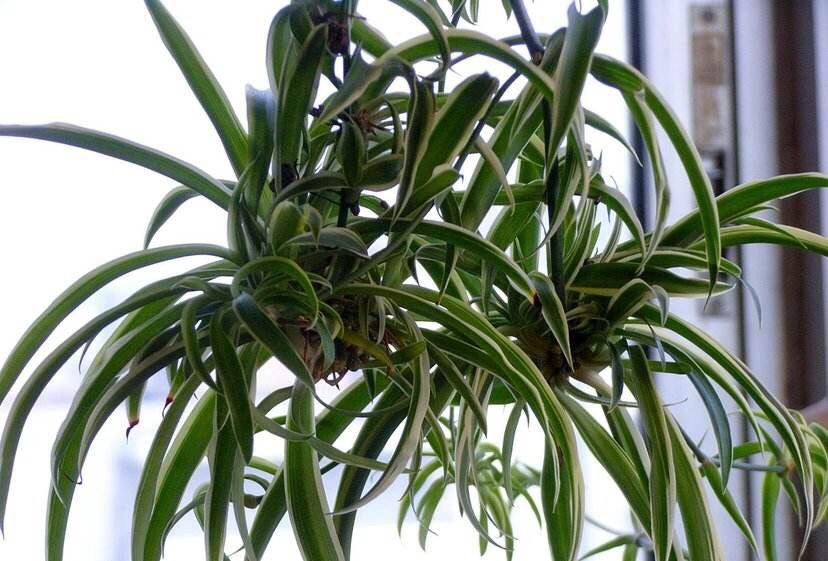 吊蘭冬天怎么過(guò)冬，金邊吊蘭冬天會(huì )凍死嗎?