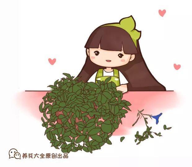 矮牽牛在什么季節開(kāi)花，矮牽牛開(kāi)花后要打頂嗎?