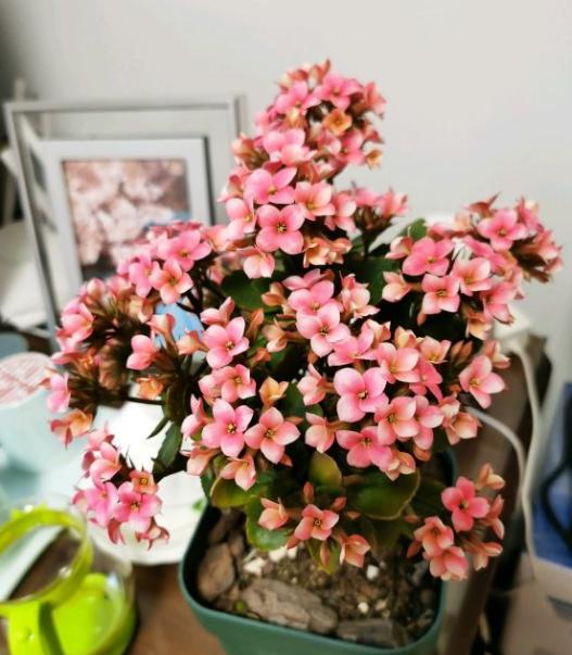 長(cháng)壽花的扦插方法，長(cháng)壽花最佳扦插時(shí)間?