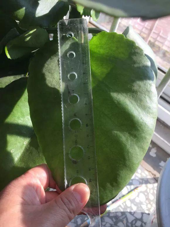 長(cháng)壽花施肥方法，用什么肥好，長(cháng)壽花用什么肥好什么時(shí)候施肥合適?