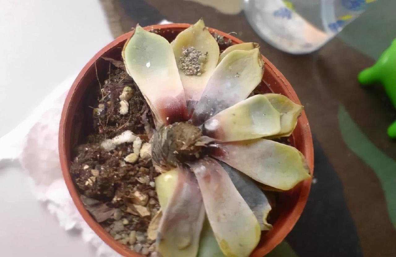 不夜城的分株繁殖，蝴蝶蘭是怎么繁殖的?