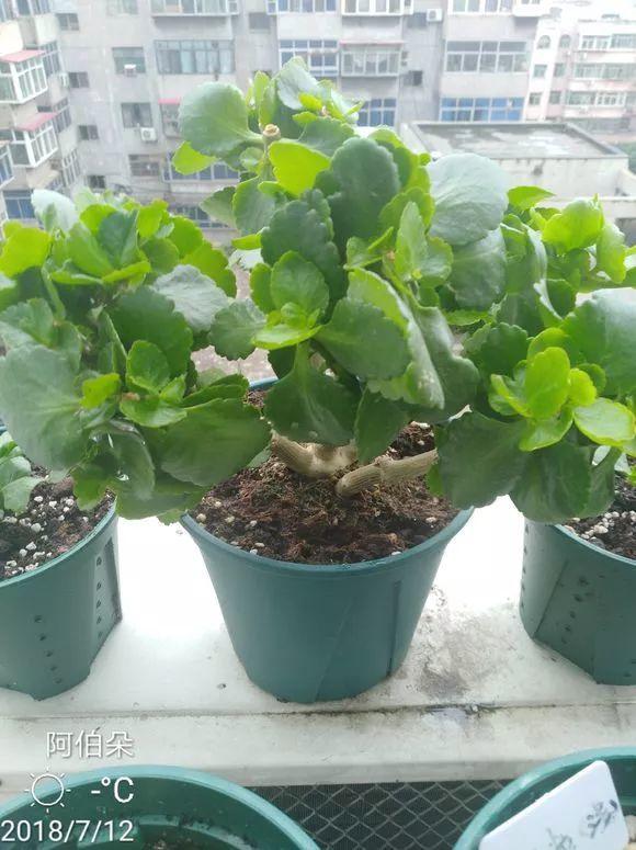 長(cháng)壽花花謝后如何修剪，怎么處理，杜鵑花花謝后怎樣修剪?