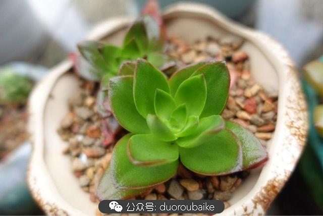 多肉白鳥(niǎo)怎么施肥，白鳥(niǎo)多肉爆盆?