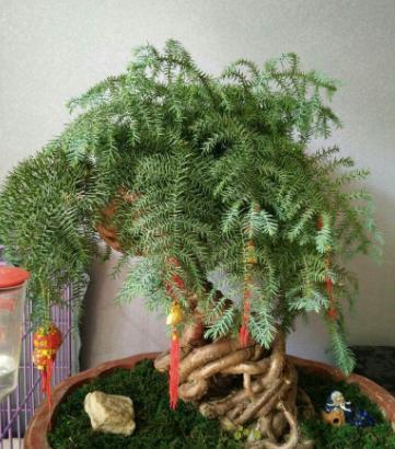 澳洲杉怎么施肥，盆栽澳洲杉的施肥方法?