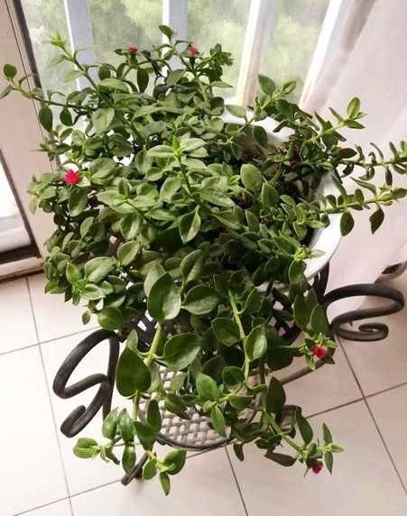 水培牡丹吊蘭的養殖方法和注意事項，水培會(huì )不會(huì )開(kāi)花，牡丹花可以用水養嗎?