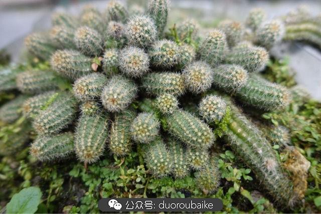 多肉白鳥(niǎo)怎么施肥，白鳥(niǎo)多肉爆盆?