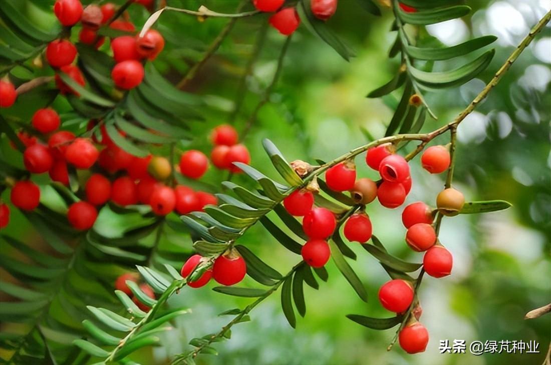 紅豆杉怎么換盆，紅豆杉移栽最佳時(shí)間?