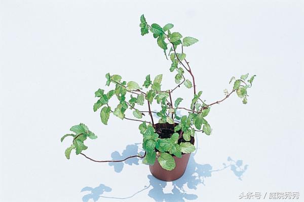 怎么讓薄荷莖葉粗壯，怎么修剪，怎么讓植物的莖干粗壯?