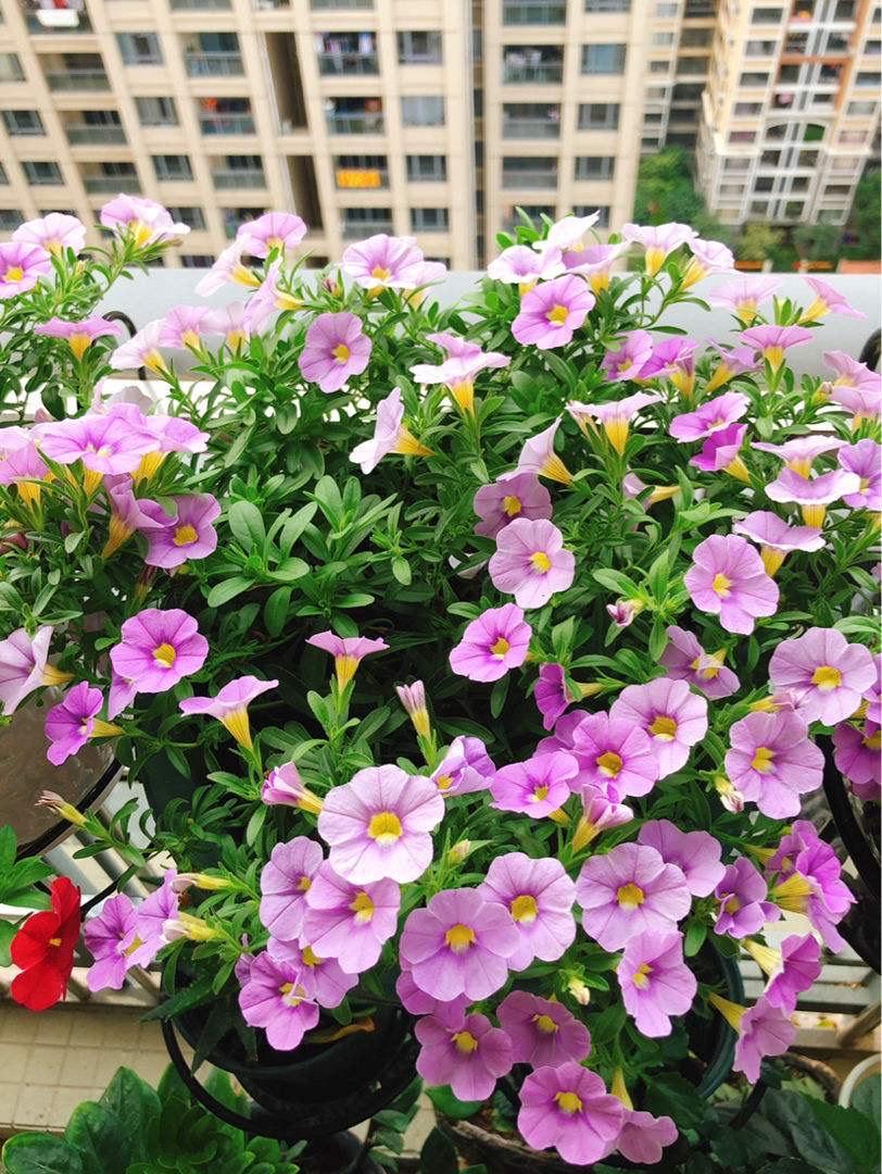 百萬(wàn)小鈴怎么修剪，如何快速復花，小玫瑰花謝了怎么修剪?