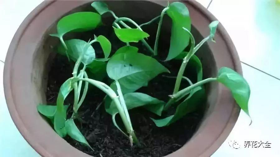 茶梅怎么扦插，茶梅扦插生根最快方法?