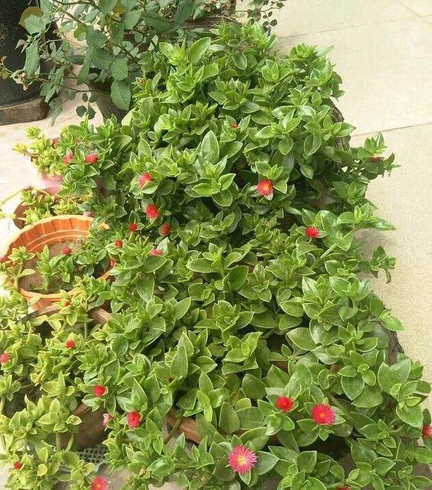 怎么讓牡丹吊蘭爆盆，怎么扦插，牡丹吊蘭水培圖片?