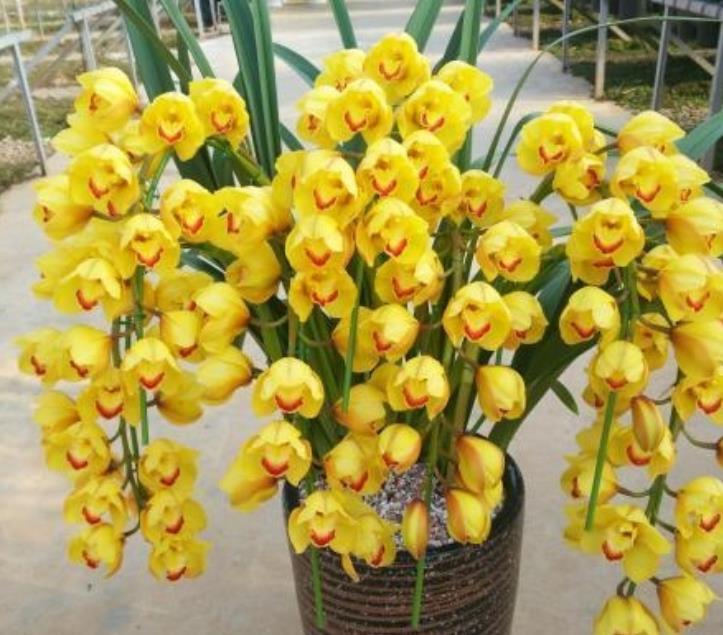 大花蕙蘭掉花苞怎么辦，有花苞了怎么澆水，大花蕙蘭有花苞了怎么澆水?