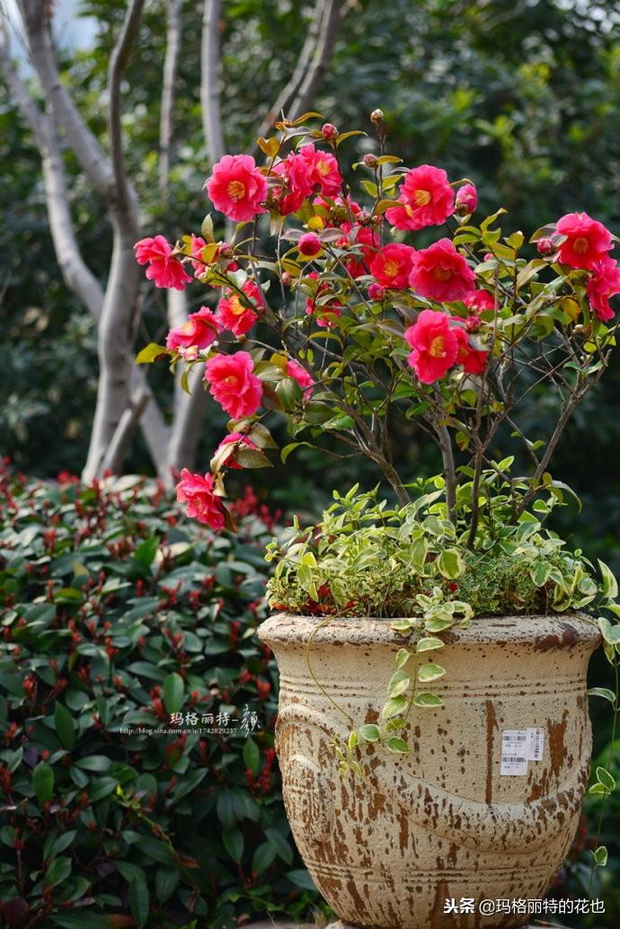 如何使茶梅在圣誕開(kāi)花，茶梅開(kāi)白花怎么辦?