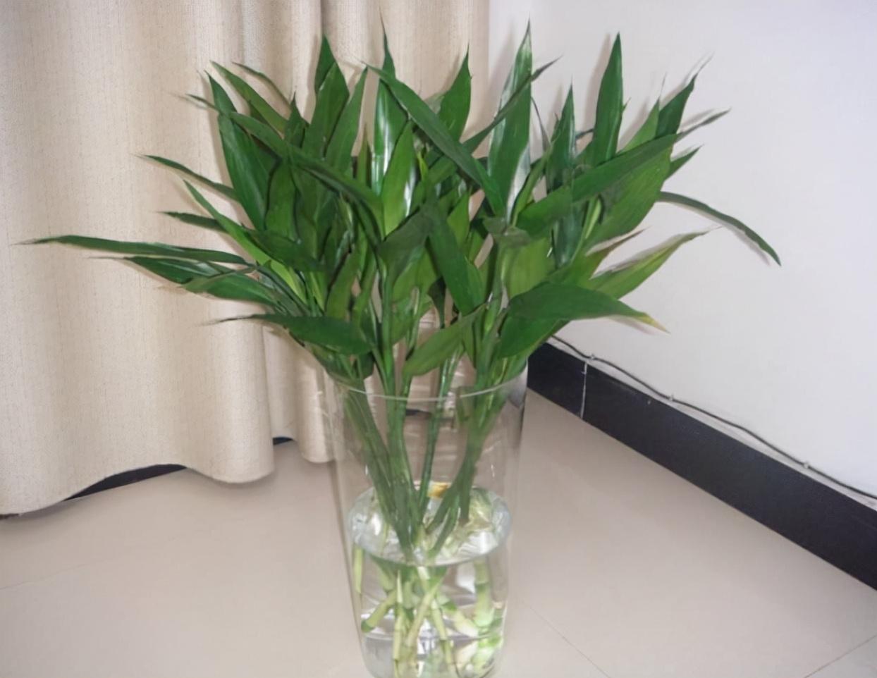 富貴竹施肥方法，用什么肥好，富貴竹怎么水養才旺盛?