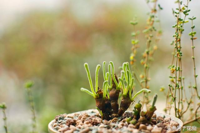 碧光環(huán)會(huì )開(kāi)花嗎，碧光環(huán)老樁?